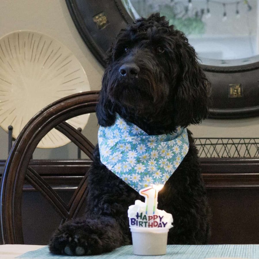 Cute black doodle puppy celebrating first birthday